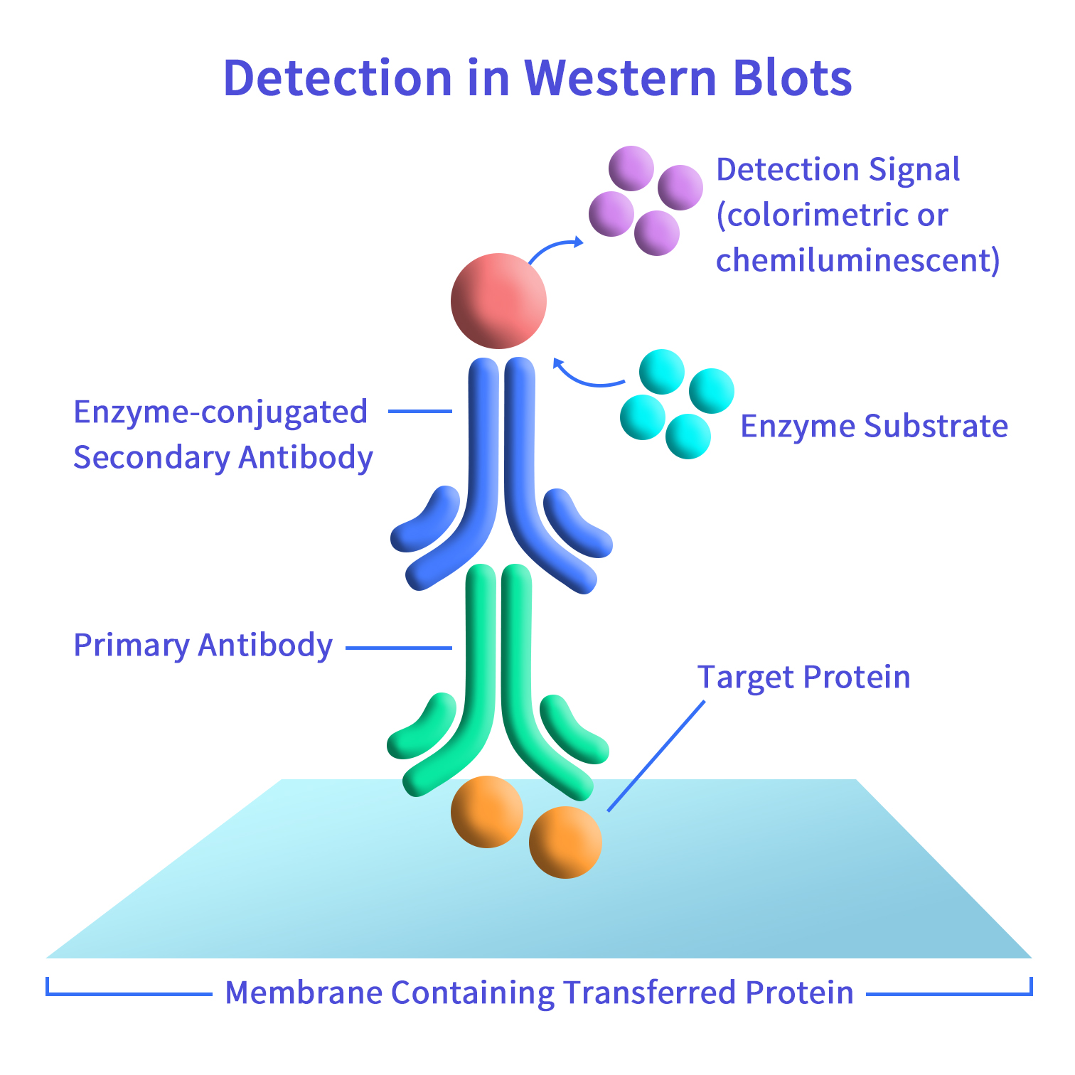 pages-5461936ea3e578b